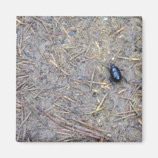 Käfer Magnet (Vorne)