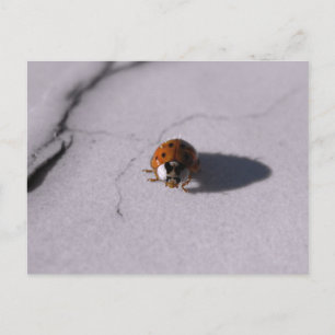 Käfer Marienkäfer Digitale Makrofotografie Postkarte
