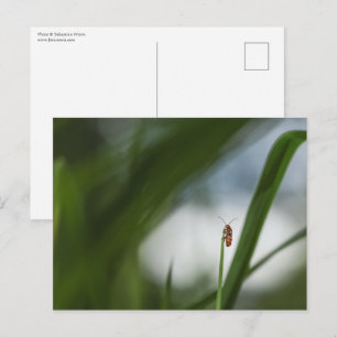 Käfer Natur Foto Postkarte