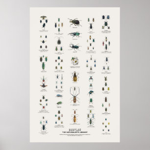 Käfer - Naturalist's Library Poster