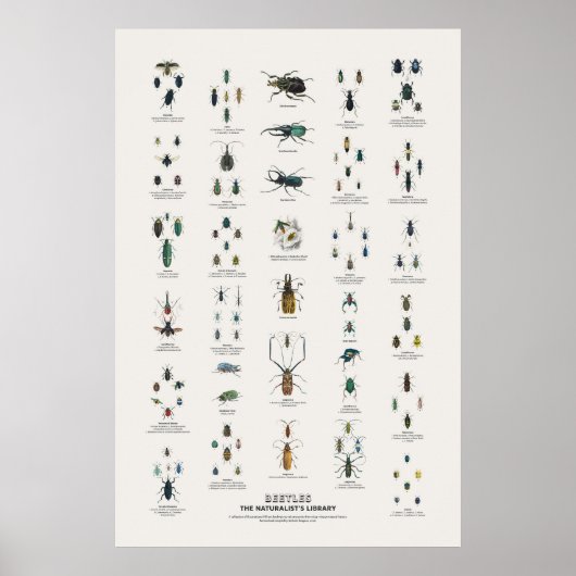 Käfer - Naturalist's Library Poster (Vorne)