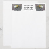 Käfer (Pelidnota punctata) Briefkopf (Vorne/Hinten)