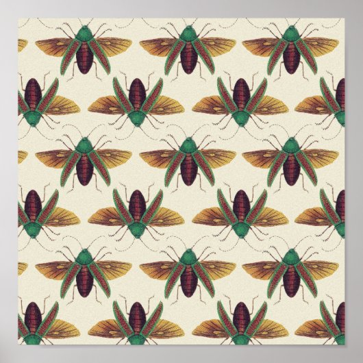 Käfer Poster (Vorne)