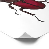 Käfer Poster (Ecke)