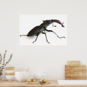 Käfer Poster (Küche)