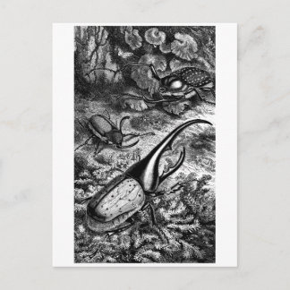 Käfer Postkarte
