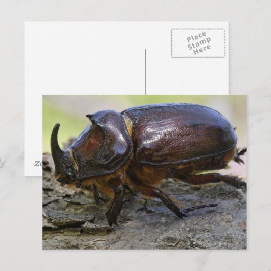 Käfer Postkarte (Vorne/Hinten)