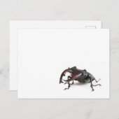 Käfer Postkarte (Vorne/Hinten)