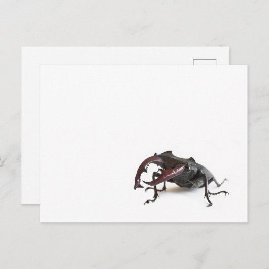 Käfer Postkarte (Vorne/Hinten)