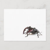 Käfer Postkarte (Vorderseite)