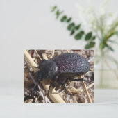 Käfer-Postkarte Postkarte (Stehend Vorderseite)