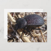 Käfer-Postkarte Postkarte (Vorne/Hinten)