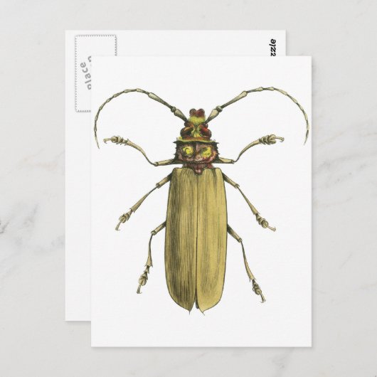 Käfer, Prionus Corticinus Postkarte (Vorne/Hinten)