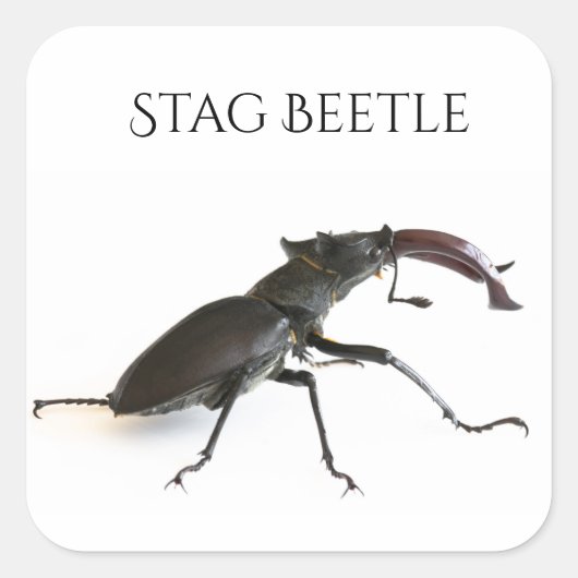 Käfer Quadratischer Aufkleber (Vorderseite)