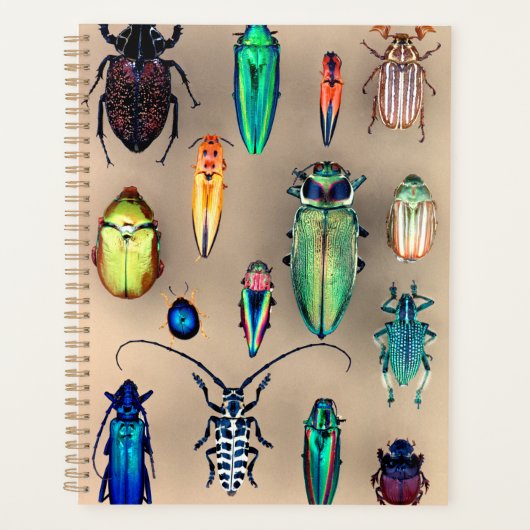 Käfer-Sammlung Planer (Vorderseite)