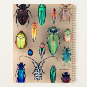 Käfer-Sammlung Planer (Rückseite)