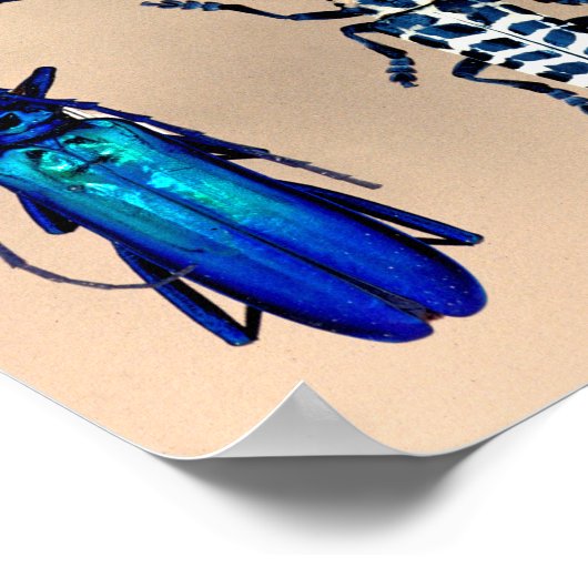 Käfer-Sammlung Poster (Ecke)