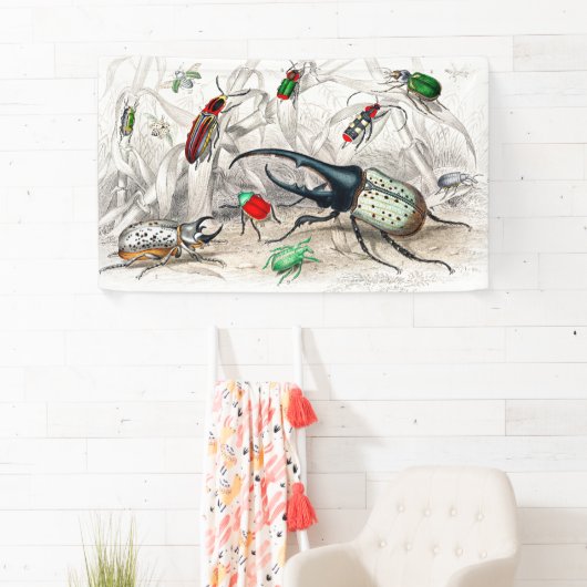 Käfer, Scarabaeus Tityus, gestreift Banner (Insitu)