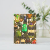 Käfer, Umschläge und Insekten Postkarte (Stehend Vorderseite)