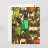 Käfer, Umschläge und Insekten Postkarte (Vorne/Hinten)