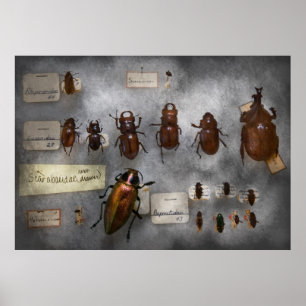 Käfersammler - Die Insektensammlung Poster