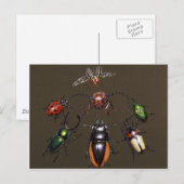 Käferzirkel Postkarte (Vorne/Hinten)