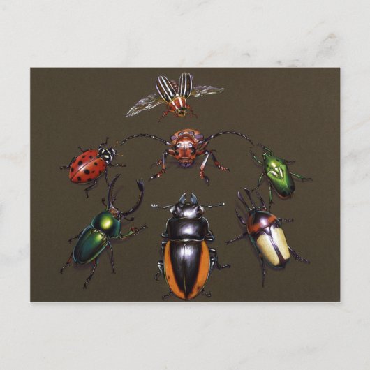 Käferzirkel Postkarte (Vorderseite)