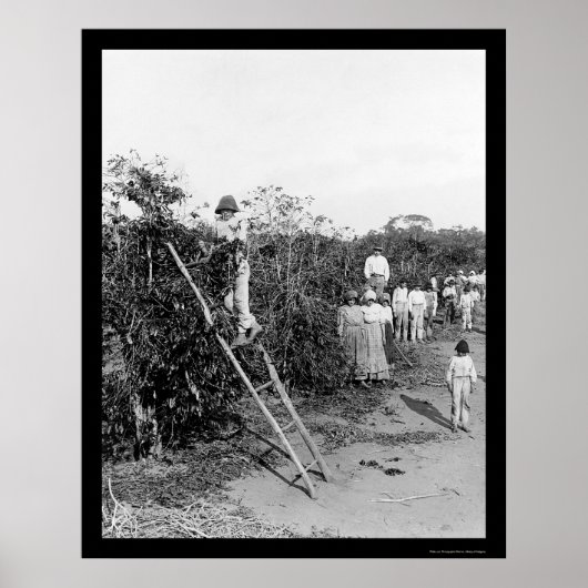 Kaffee Berry Pickers in Brasilien 1911 Poster (Vorne)