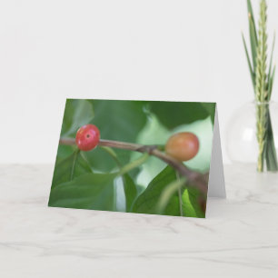 Kaffee Cherries Nature Foto Karte
