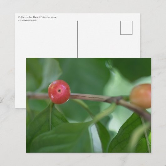 Kaffee Cherries Nature Foto Postkarte (Vorne/Hinten)