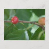 Kaffee Cherries Nature Foto Postkarte (Vorderseite)