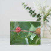 Kaffee Cherries Nature Foto Postkarte (Stehend Vorderseite)