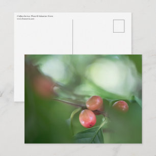 Kaffee Cherries Nature Foto Postkarte