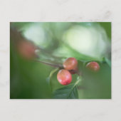 Kaffee Cherries Nature Foto Postkarte (Vorderseite)