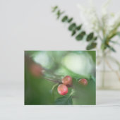 Kaffee Cherries Nature Foto Postkarte (Stehend Vorderseite)