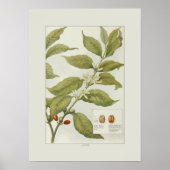 Kaffee Poster (Vorne)