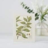 Kaffee Postkarte (Stehend Vorderseite)