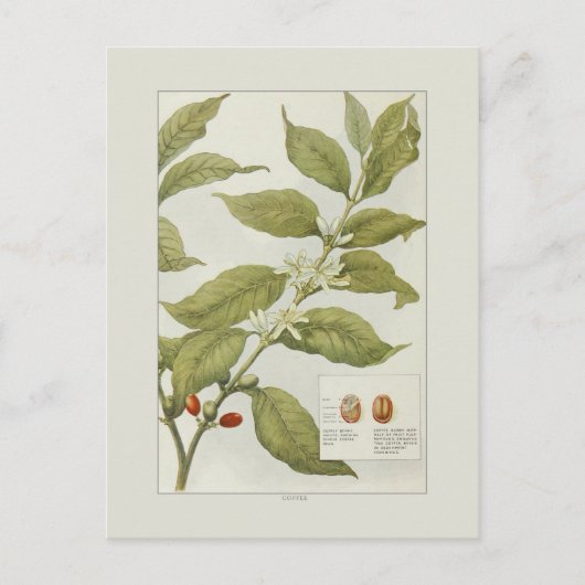 Kaffee Postkarte (Vorderseite)