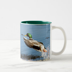 Kaffee-Tasse der Stockenten-(Drake) Zweifarbige Tasse