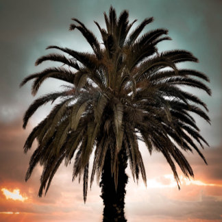 Kaffee Tasse Leben meine beste Palme & Sonnenunter