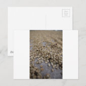 Kaffeebohnen Postkarte (Vorne/Hinten)