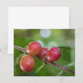 Kaffeekirsche (Vorne/Hinten)