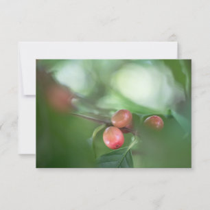 Kaffeekirschen Naturfotokarte