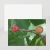 Kaffeekirschen Naturfotokarte (Vorne/Hinten)