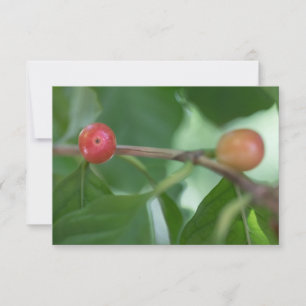 Kaffeekirschen Naturfotokarte