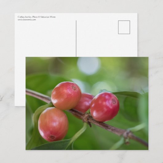 Kaffeekirschen Postkarte (Vorne/Hinten)