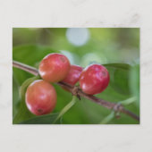 Kaffeekirschen Postkarte (Vorderseite)