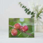 Kaffeekirschen Postkarte (Stehend Vorderseite)