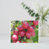 Kaffeekirschen Postkarte (Stehend Vorderseite)