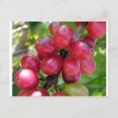 Kaffeekirschen Postkarte (Vorderseite)